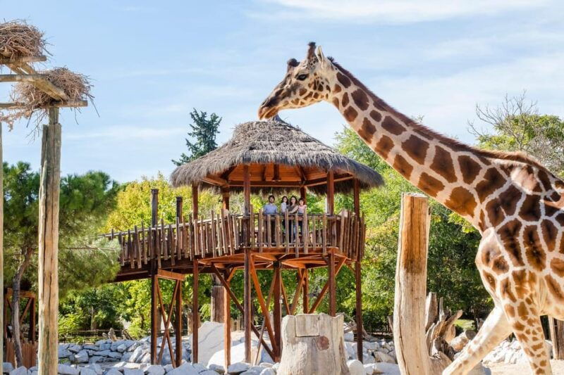 madrid-zoo-aquarium-madrid-ticket