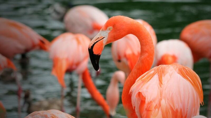 madrid-zoo-aquarium-madrid-ticket