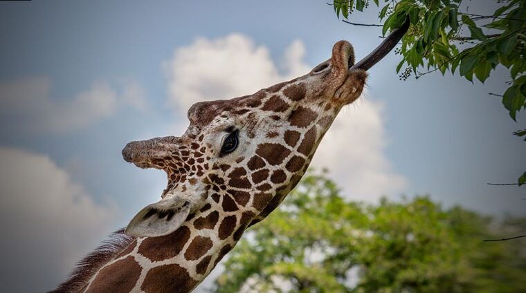 madrid-zoo-aquarium-madrid-ticket