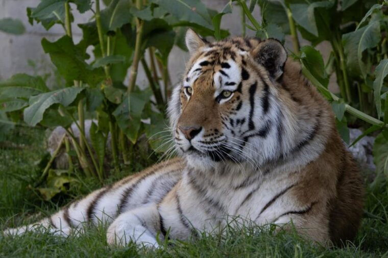 madrid-zoo-aquarium-madrid-ticket