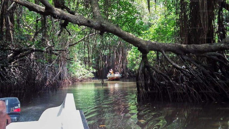 madu-river-boat-safari-a-journey-through-natures-paradise