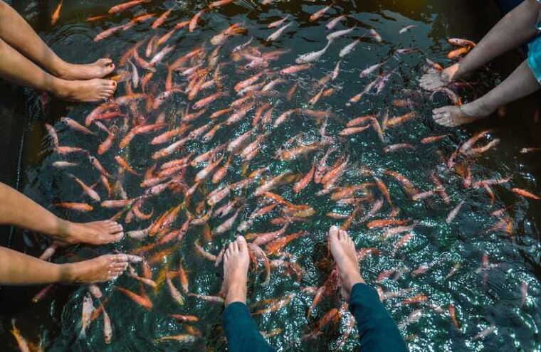 madu-river-boat-safari