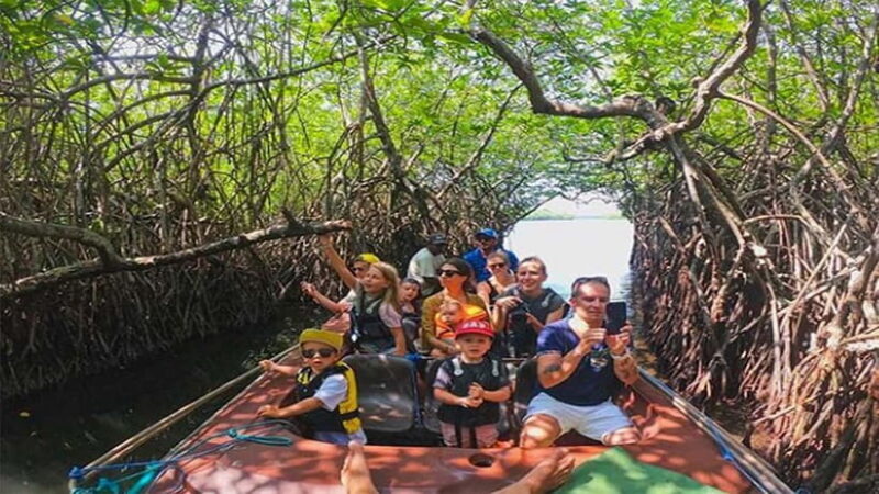 Madu River Boat Tour and Cinnamon Garden visit - Exploring the Mangrove Ecosystem