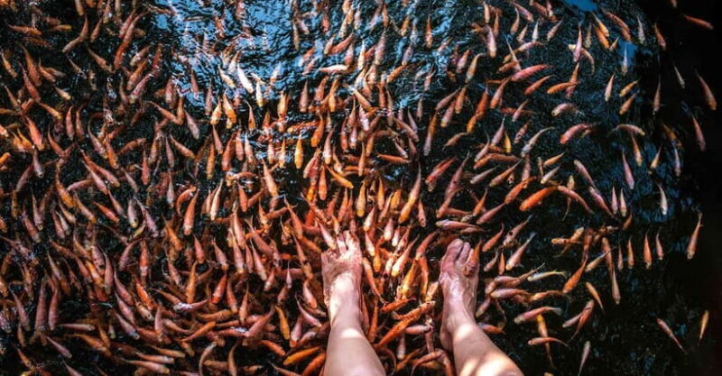 Madu River Boat Tour and Cinnamon Garden visit - FAQs