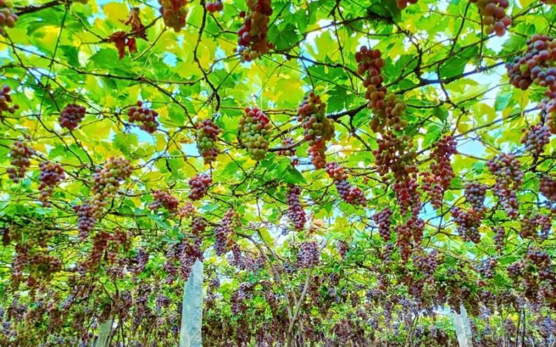 Madurai to Grapes Garden, Vaigai Dam & Suruli Falls Day Tour - The Sum Up