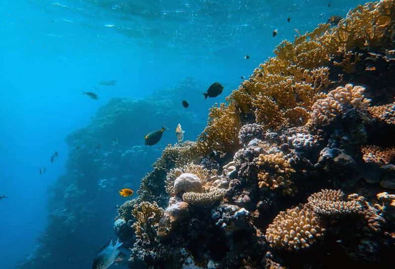 Mafia Island: Marine Park Sandbank Tour with Snorkeling - Introduction: A Glimpse into a Truly Special Experience