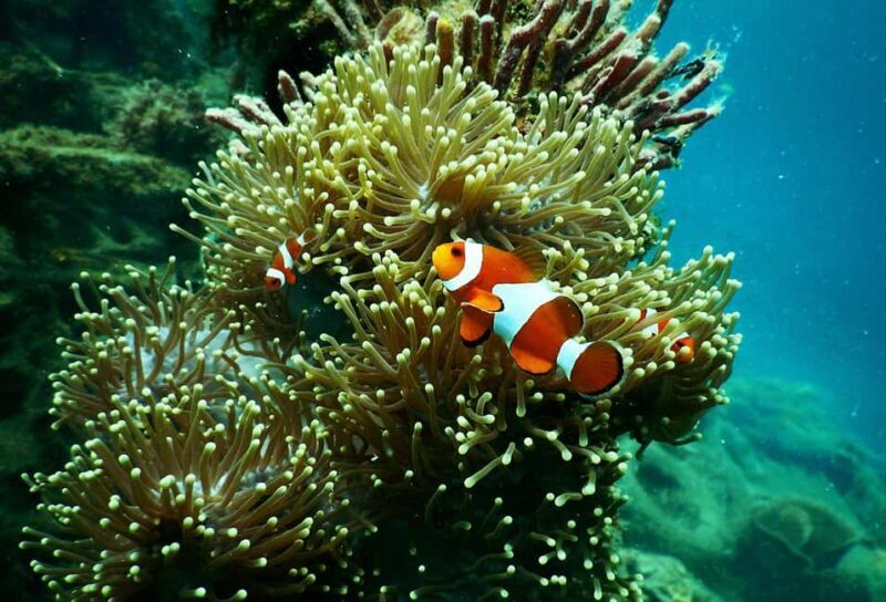 Mafia Island: Marine Park Sandbank Tour with Snorkeling - A Deep Dive into the Mafia Marine Park Sandbank Tour
