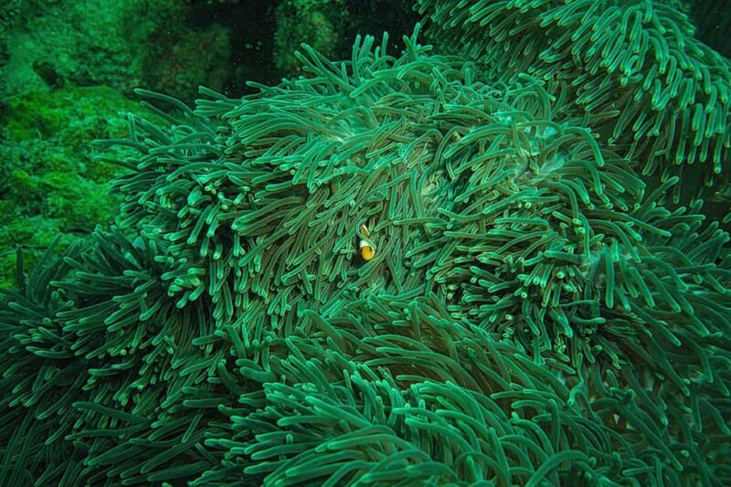 Mafia Island: Marine Park Sandbank Tour with Snorkeling - What to Bring & Important Tips