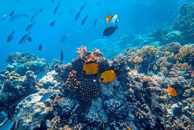 Mafia Island: Sefu Sandbank Snorkeling Tour with Lunch - The Value of This Tour