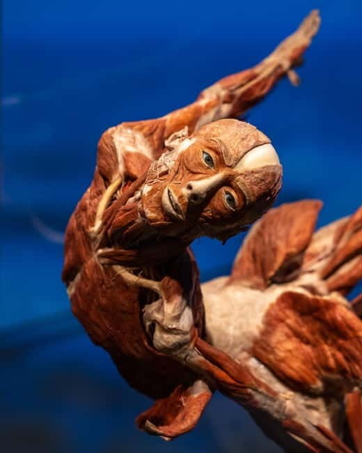 Magdeburg: Ticket for the BODY WORLDS exhibition - Key Points