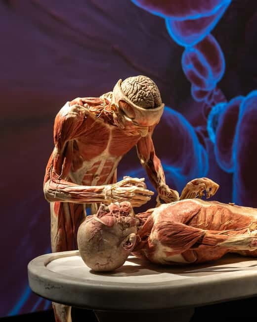 Magdeburg: Ticket for the BODY WORLDS exhibition - Why This Tour Is Worth Considering