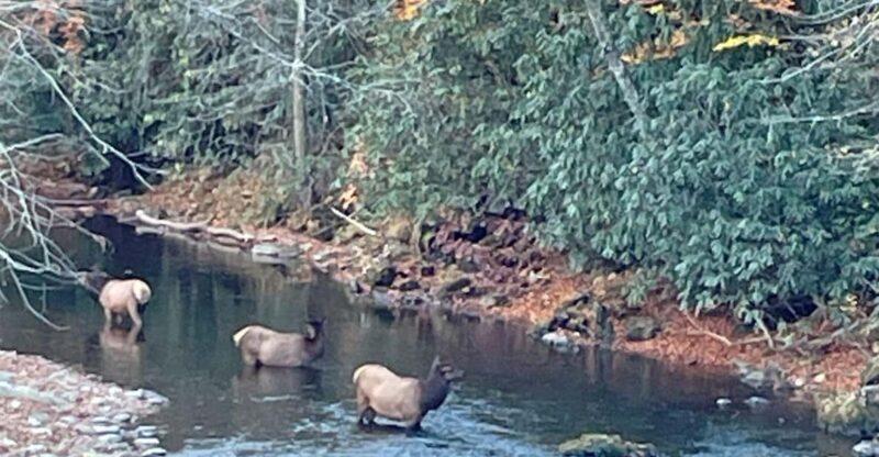 Maggie Valley: Guided Safari Jeep Mile-High Adventure - The Sum Up