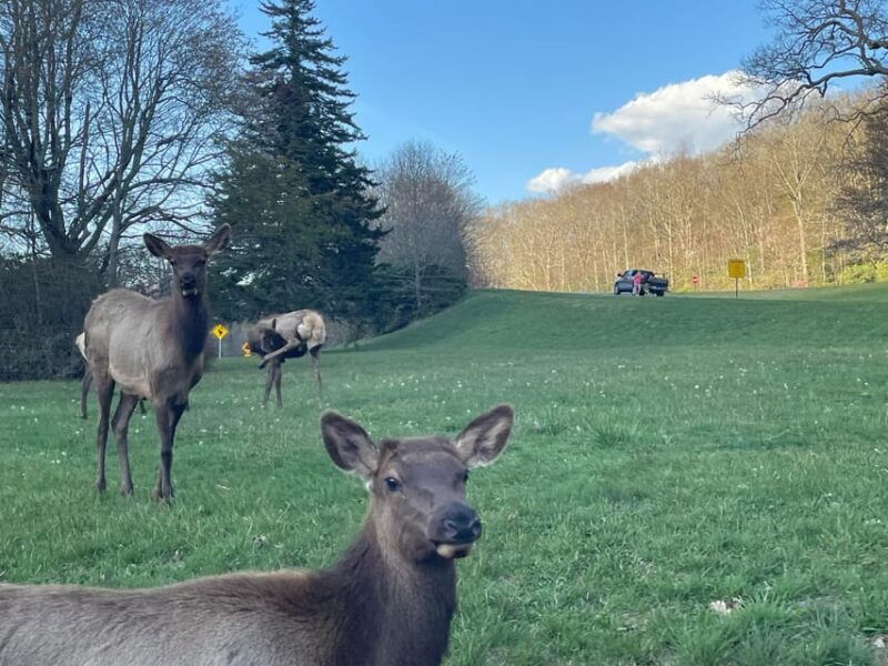maggie-valley-guided-safari-jeep-mile-high-adventure
