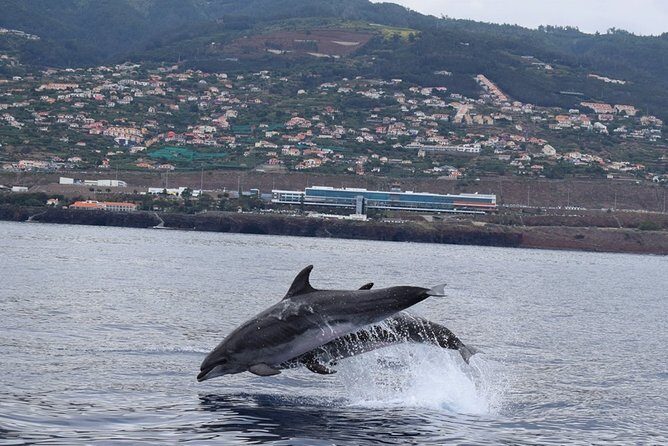 Magic Dolphin Celebrity - A Closer Look at the Madeira Land and Sea Adventure