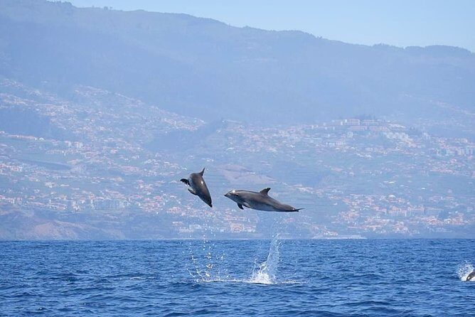 Magic Dolphin Celebrity - FAQs About the Magic Dolphin Celebrity Tour