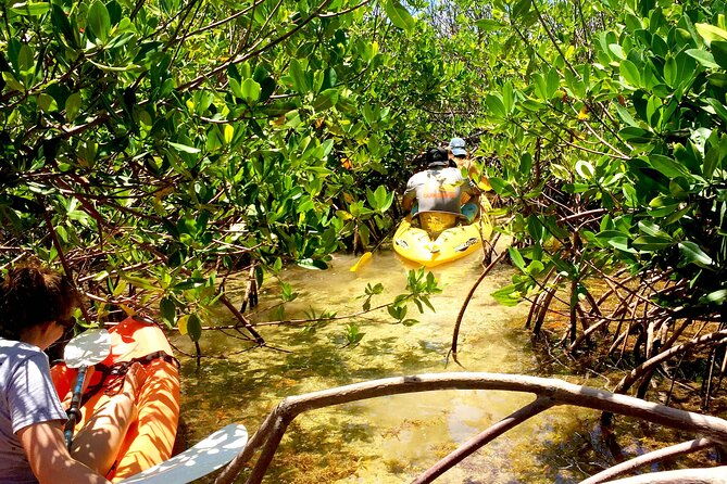 magic-mangrove-paddle-in-beef-island-lagoon
