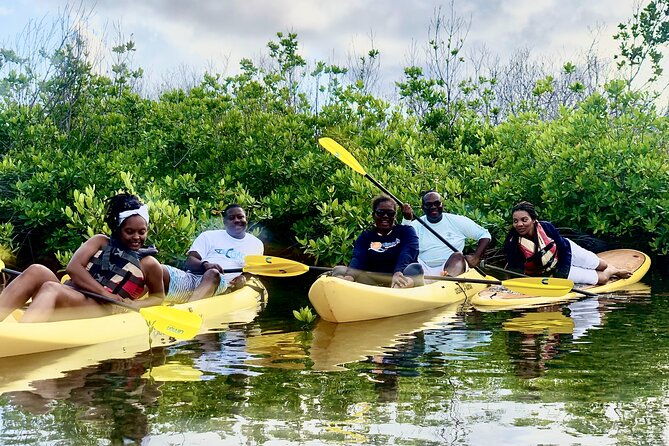 magic-mangrove-paddle-in-beef-island-lagoon