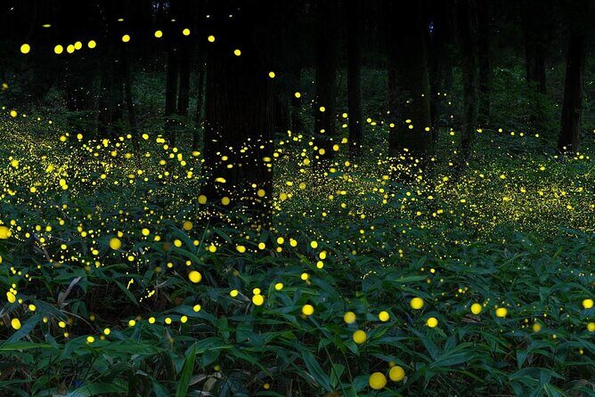 Magical Fireflies Tour - Why This Tour Offers Great Value