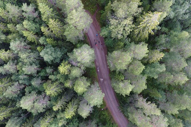 magical-taiga-forest-hike-with-lunch-and-transportation