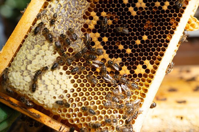 magical-world-of-beekeeping-on-sao-miguel-azores-private-tour