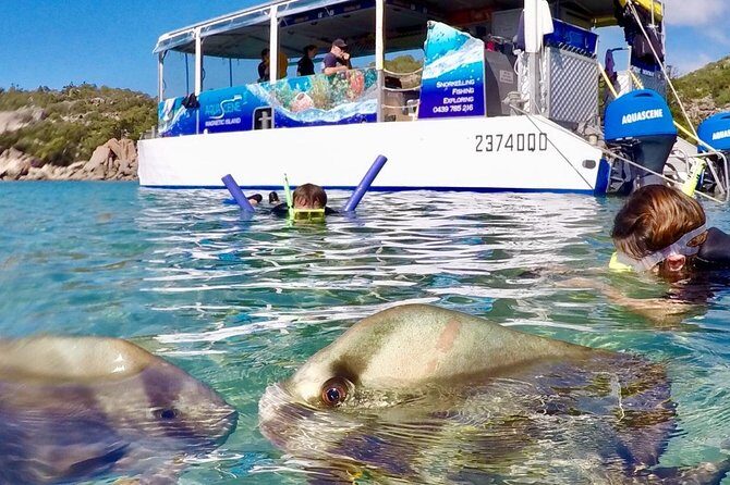Magnetic Island Discovery Tour with Snorkeling & Paddle Boarding - Pricing & Value for Money