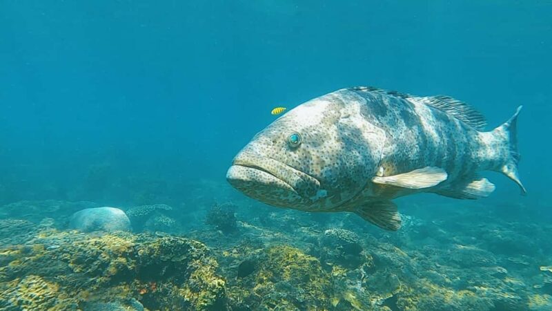 Magnetic Island: Snorkel Discovery Tour - Is It Worth the Price?  