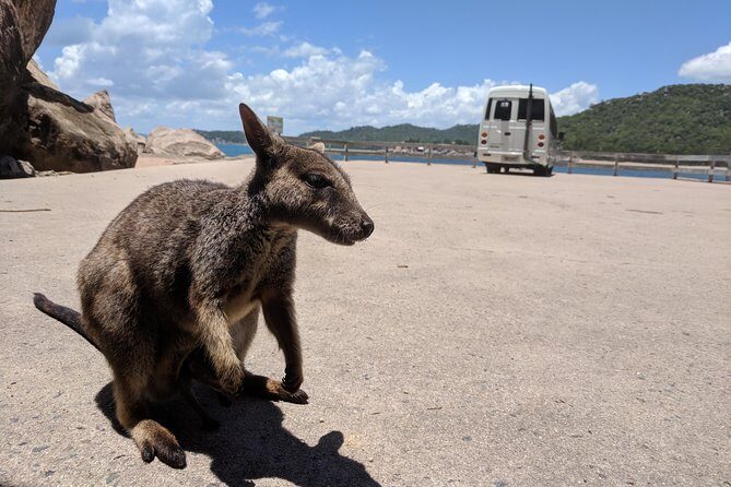 Magnetic Island Tour: Maggie Comprehensive - An In-Depth Look at the Magnetic Island Experience