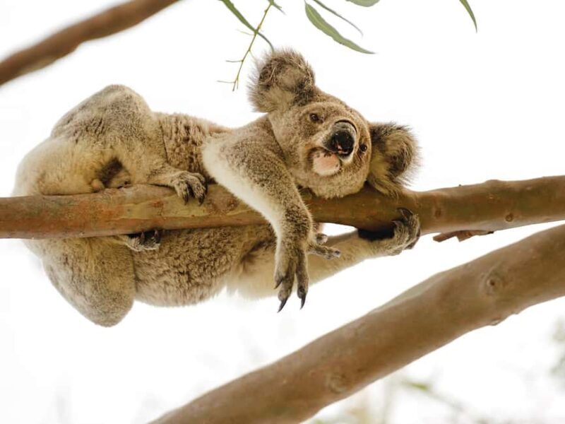 Magnetic Island: West Coast Eco Adventure Bus Tour - The Itinerary Breakdown