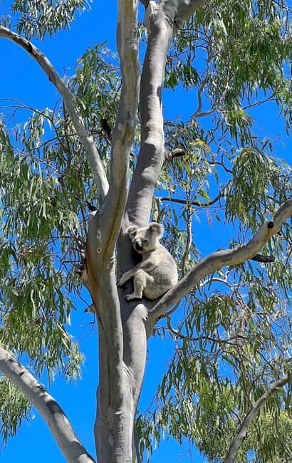 Magnetic Island: West Coast Eco Adventure Bus Tour - Who Will Enjoy This Tour?