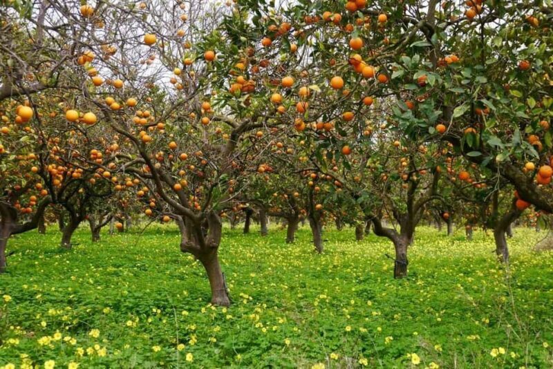 Magnificent Combo: Cabrio Safari and Green Canyon Boat Tour - Local Culture and Fruit Orchards