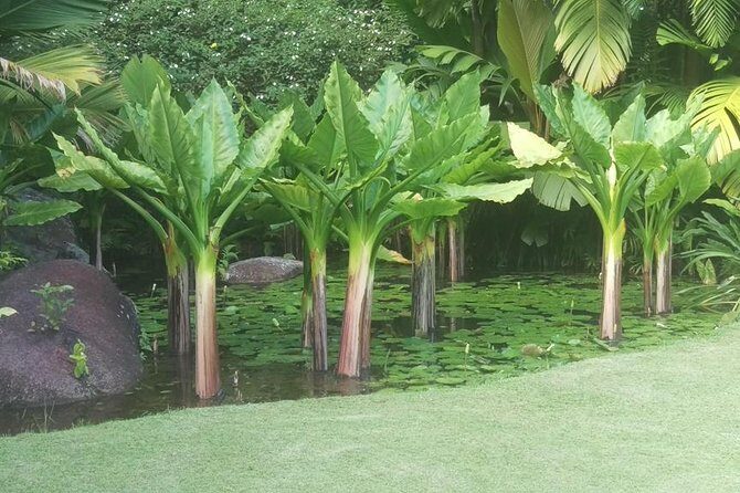 Mahe Private full day tour - A Closer Look at the Mahe Private Full-Day Tour
