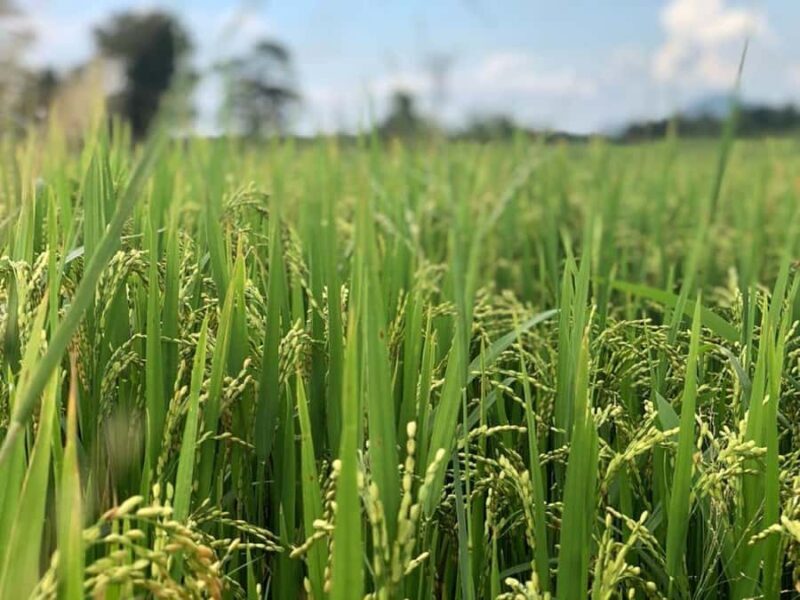 Mahiyanganaya: Guided Cycling Tour with Hotel Pickup - A Full Breakdown of the Mahiyanganaya Cycling Tour