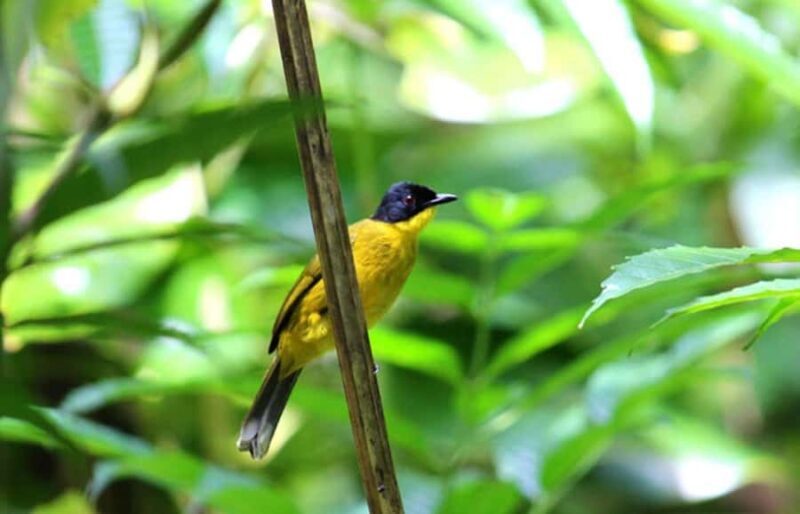 Mahiyanganaya: Sorabora Lake Sunset Birdwatching Tour - The Itinerary Breakdown