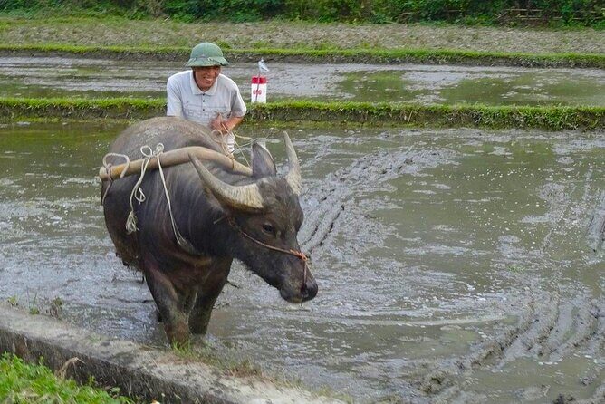 Mai Chau 1 Day: Cycle Through Peaceful Villages, Scenic Valleys - Summary: Who Will Love This Tour?