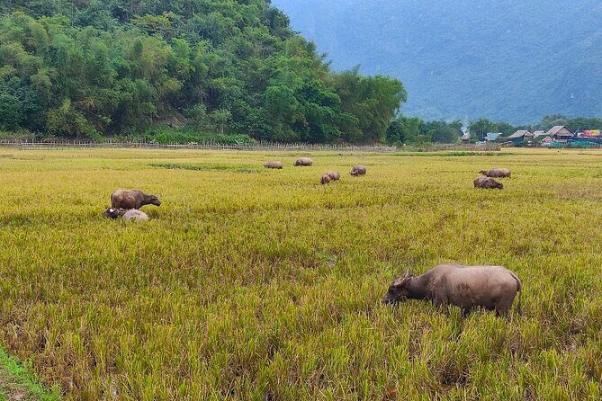 Mai Chau in 1 Day: Cycle Through Vietnams Peaceful Villages - The Sum Up