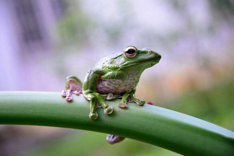 Mai Chau Valley Cycling Hiking To Chieu Cave Tour From Hanoi - What’s Included and What to Budget For