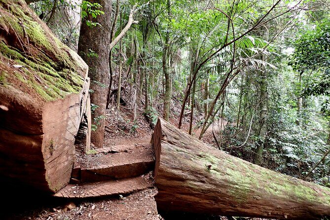 Maiala Rainforest Tour - Who Will Love This Tour?