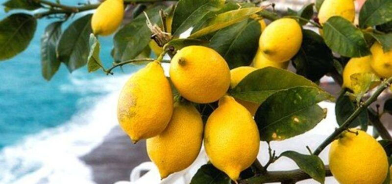 maiori-amalfi-coast-path-of-lemons-day-trip-with-tastings
