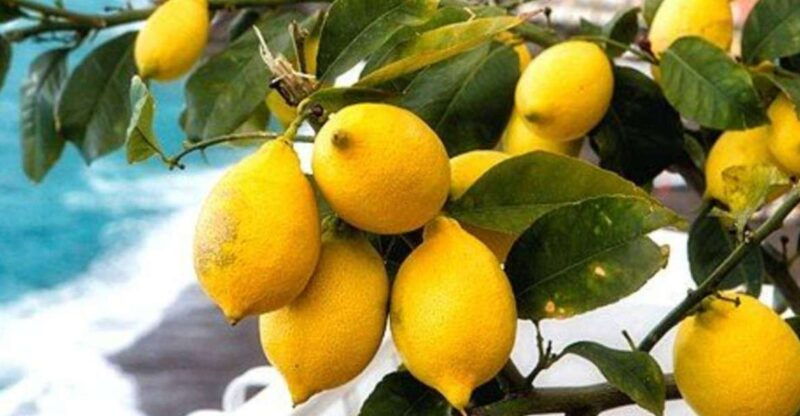maiori-amalfi-coast-path-of-lemons-day-trip-with-tastings