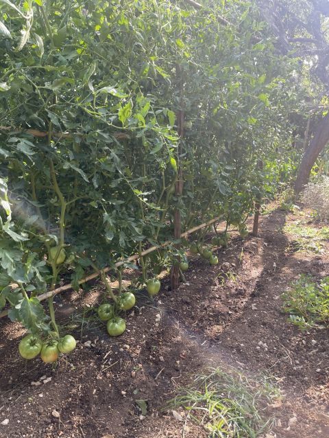 maiori-amalfi-coast-path-of-lemons-day-trip-with-tastings