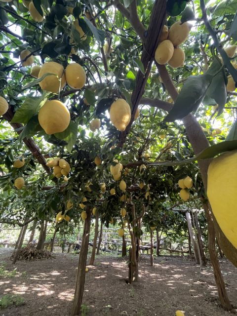 maiori-amalfi-coast-path-of-lemons-day-trip-with-tastings