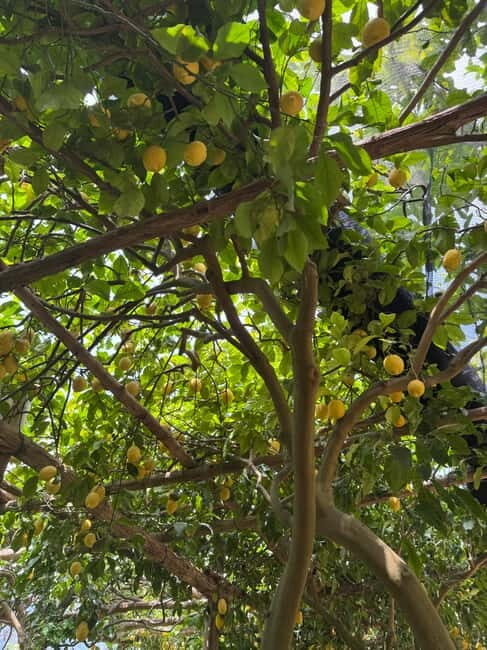 Maiori: Hiking Tour to A Lemon Farm with Lemon Tastings - Introduction