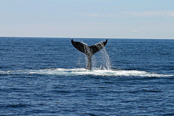 Majestic Encounter Respectful Whale Watching - FAQ