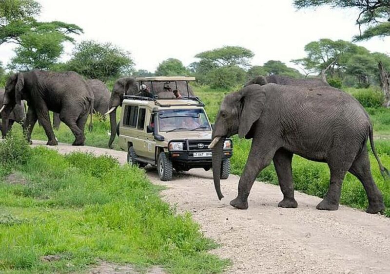 Majestic landscapes: A 5day Safari Adventure - Final Thoughts: Who Is This Tour Best For?