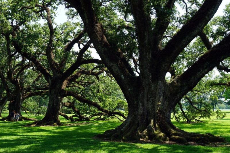 majestic-oak-alley-plantation-tour-2
