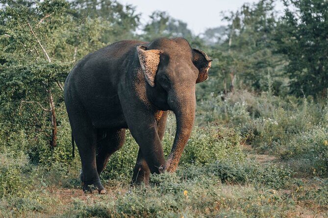 Majestic Sri Lanka in 13 Days All Inclusive VIP Tour by Sithiyam - Who is This Tour Best For?