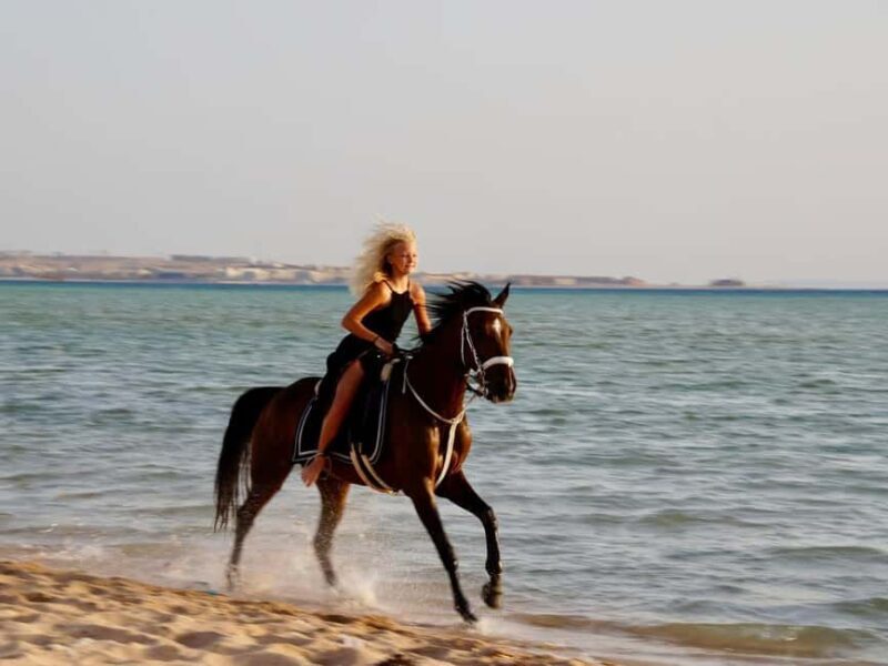 Makadi Bay: Horse Riding in Desert & Sea w Guide + Transfers - Exploring the Experience: What to Expect