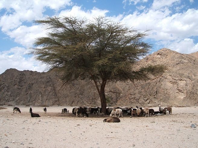 Makadi Bay: Jeep Safari Adventure with Bedouin guide - FAQ