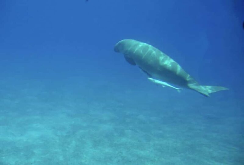 Makadi Bay: Royal Seascope Submarine Cruise & Snorkel stop - Who Will Love This Tour?
