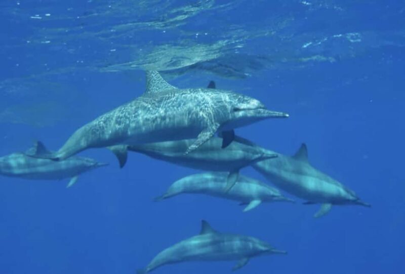 Makadi Bay: Royal Seascope Submarine Cruise & Snorkel stop - Final Thoughts